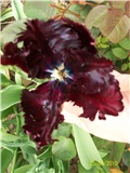 tulipan Black Parrot - lat. Tulipa 